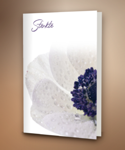 Bloem wit-paars