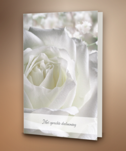Witte roos met tekstblak