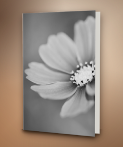 Cosmos bloem zwart wit